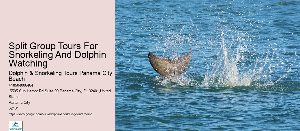 Dolphin Snorkeling Adventures Departing From Split