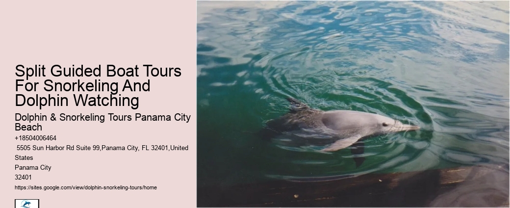 Split Sunset Dolphin Cruises With Snorkeling