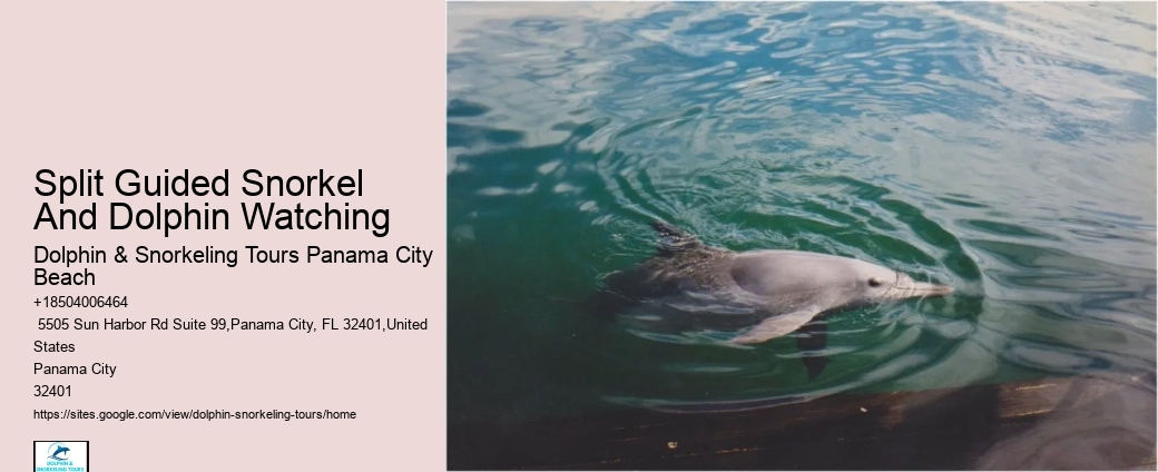Are Dolphins Naturally Friendly Toward Humans If So