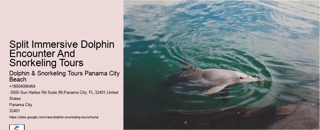 Split Vip Snorkeling And Dolphin Tours
