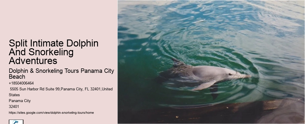 What Month Do Dolphins Have Babies