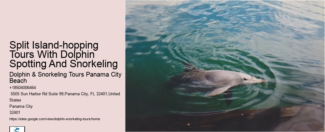 Premium Dolphin Adventure and Snorkeling Experience