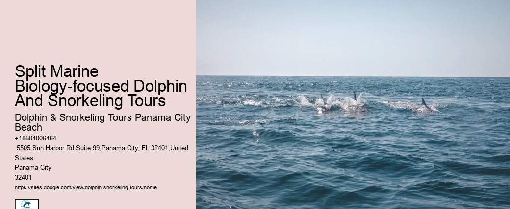 What Month Is Best For Dolphin Watching