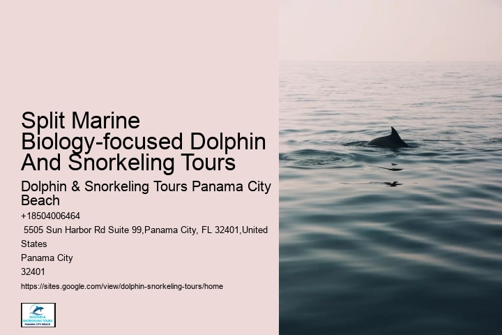 Split Guided Snorkel And Dolphin Watching