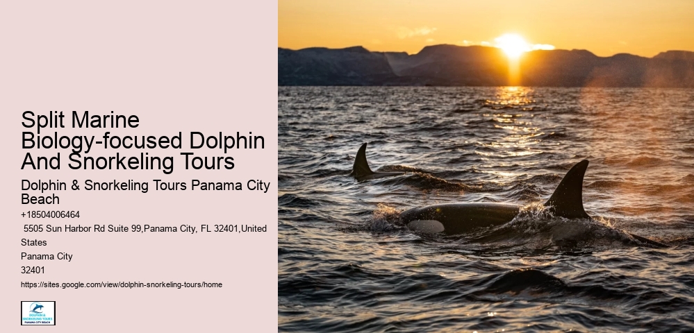 Is there a restroom on board the dolphin tour boats