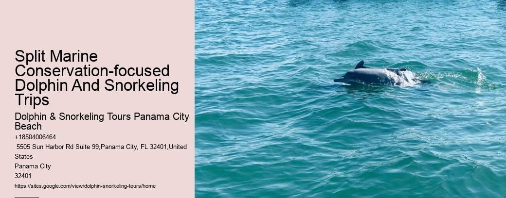 Elite Dolphin Interaction and Snorkeling Tours