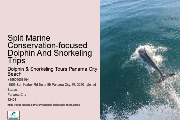 What Should You Know Before Swimming With Dolphins