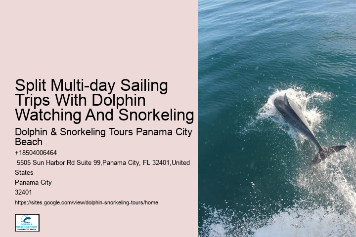 Luxury Dolphin Watching and Snorkeling Excursions