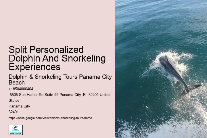 Best Dolphin Tours Panama City Beach
