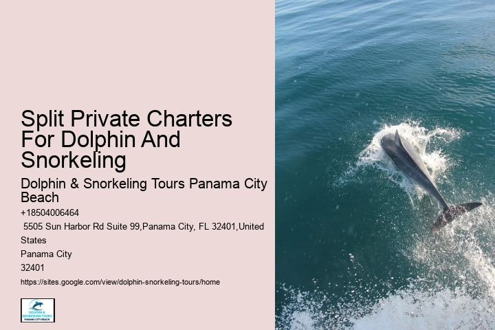 Split Charter Dolphin Snorkeling