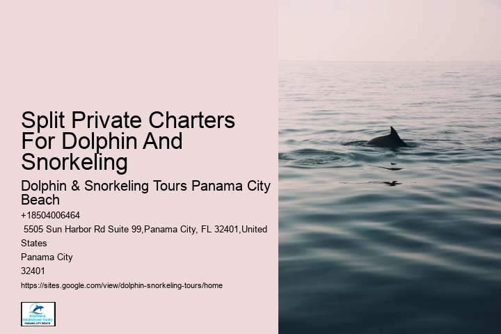 What is the best time of year to go on a dolphin tour in Panama City Beach
