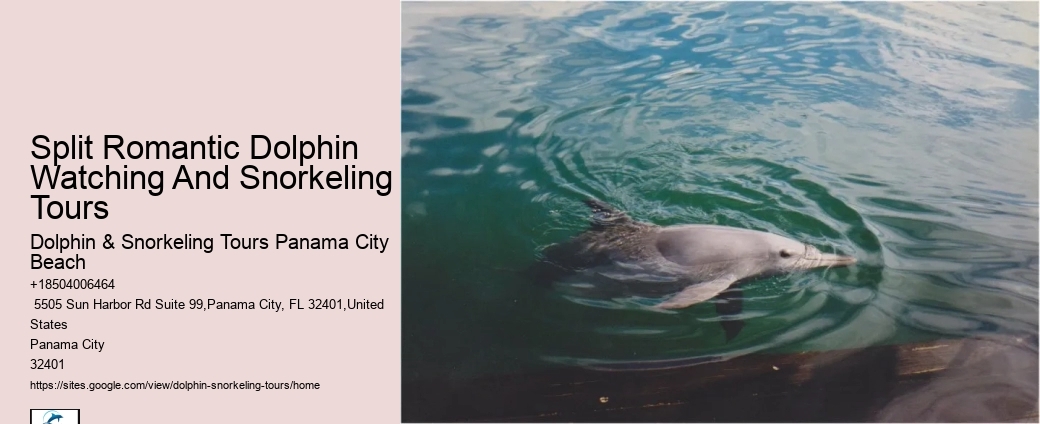Dolphin And Snorkeling