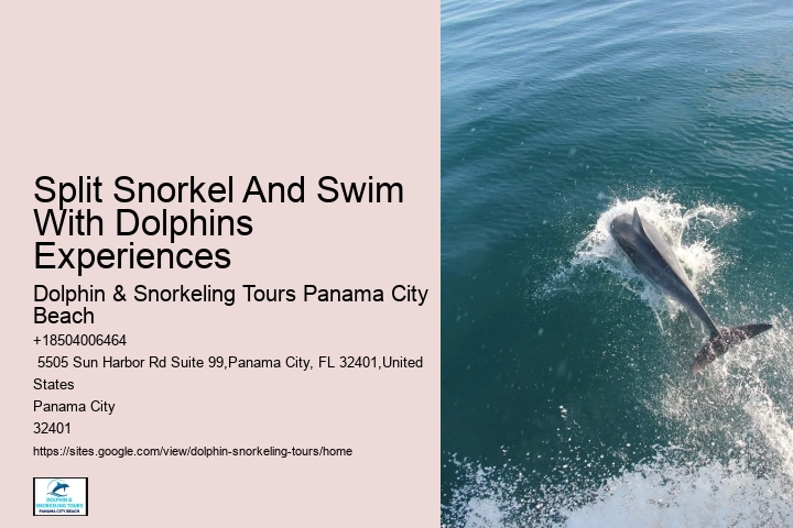 Dolphin Cruise And Snorkeling Adventure