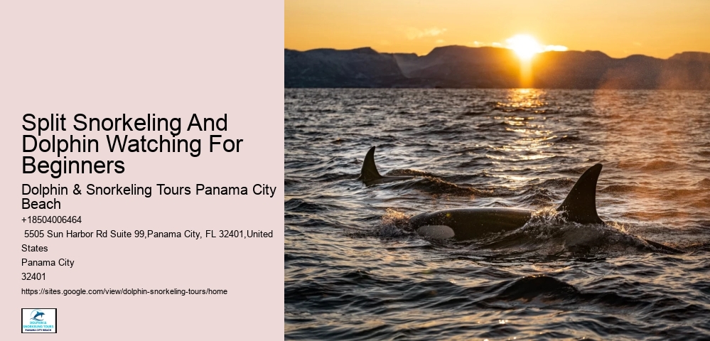 Dolphin & Snorkeling Tours Panama City Beach