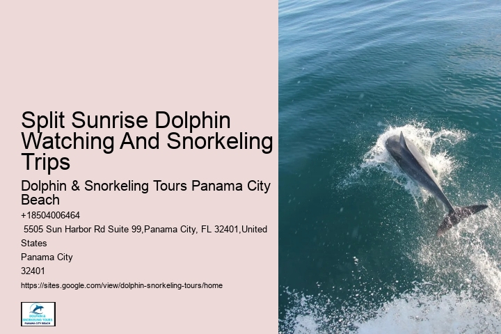 Dolphin Watching Tours Near Me