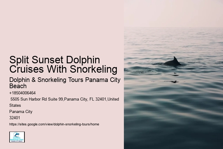 Dolphin Watching And Snorkeling Adventures In Split