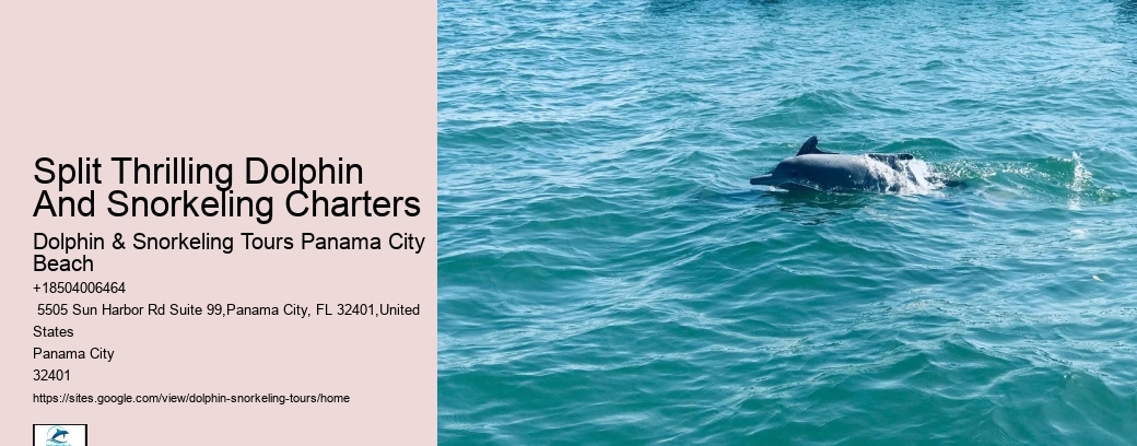 Dolphins Do Not Swim With People