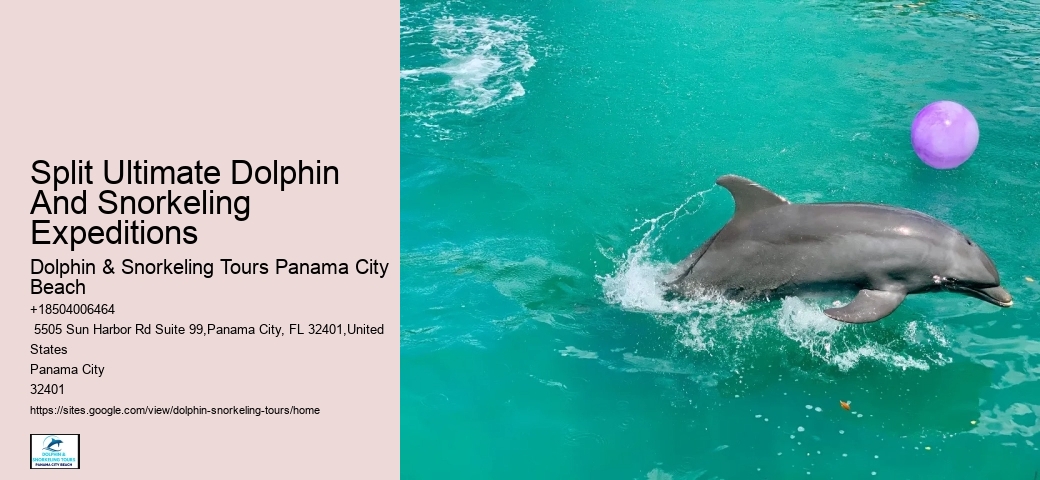 Best Place To See Dolphins In Florida