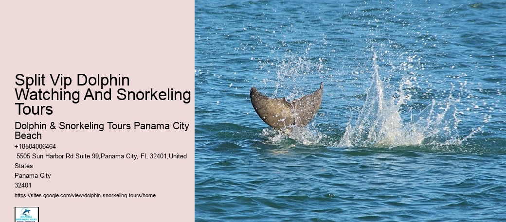 Why Can't You Swim With Wild Dolphins