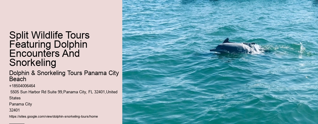 What Is The Most Friendly Dolphin In The World