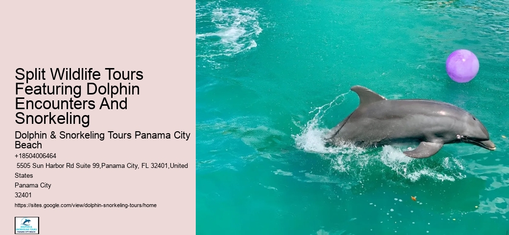 Dolphin Tours Destin