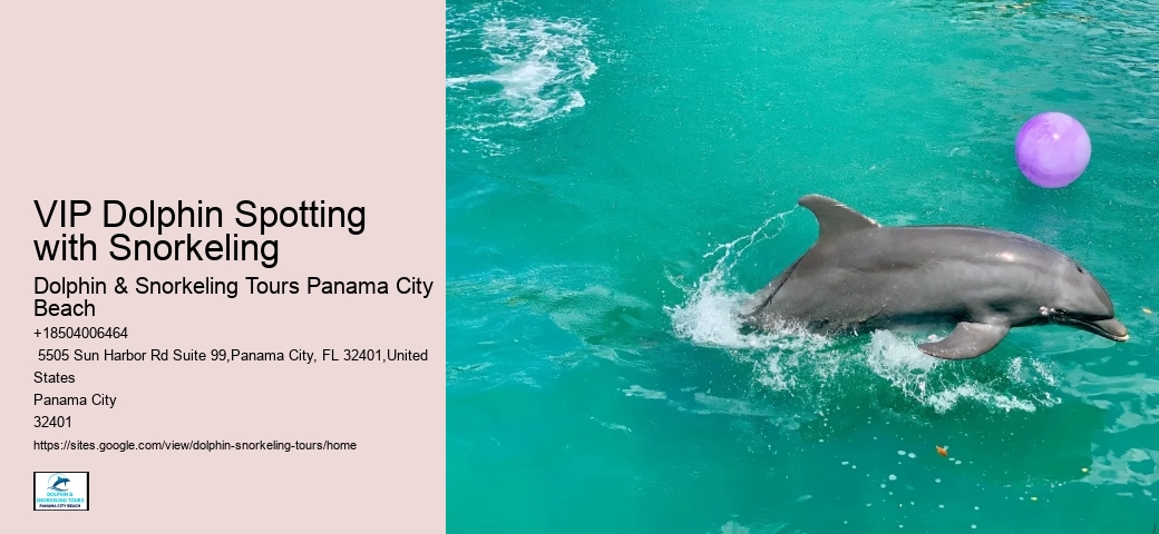 Split Small-group Dolphin And Snorkel Excursions