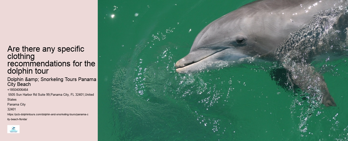 Dolphin Safari Tours PCB