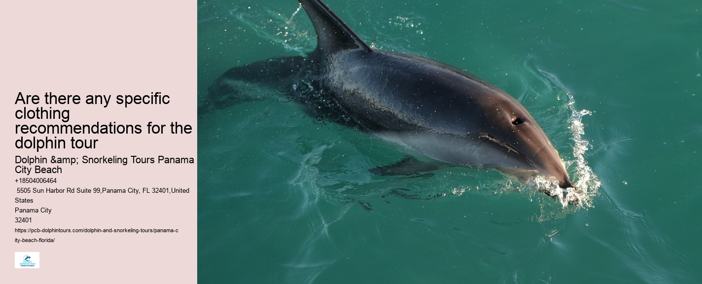 Dolphin Tours And Shell Island Panama City Beach