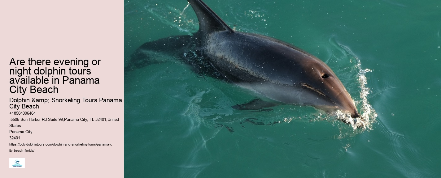 Where Can I See Dolphins In Panama