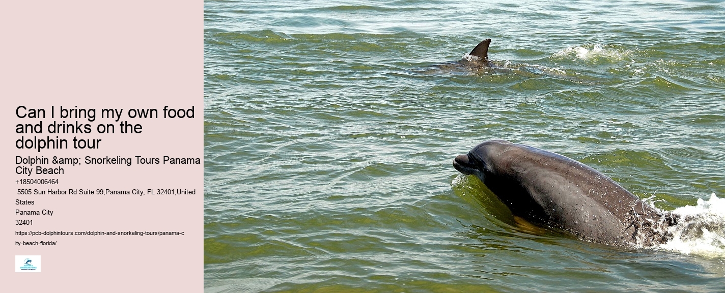 What Is The Best Time To See Dolphins In Panama City Beach