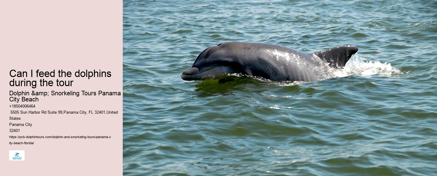 Dolphin Watching Excursions in PCB