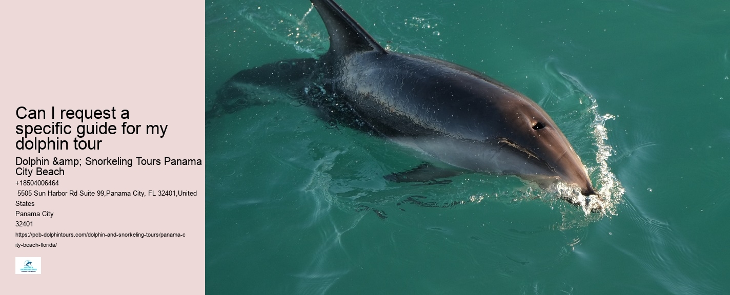 Best Places To See Wild Dolphins
