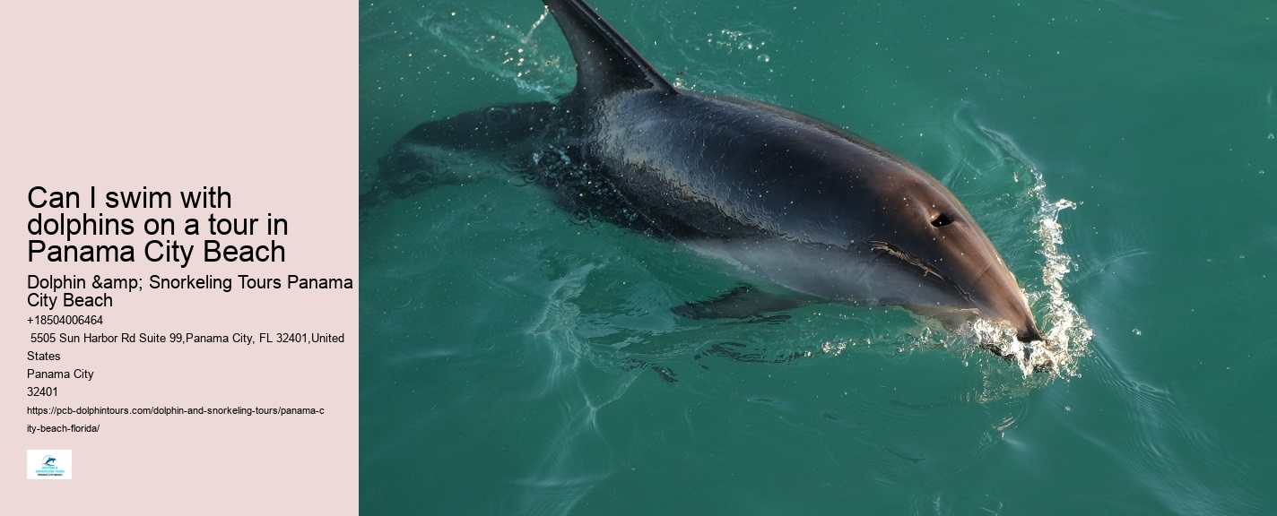 Beach Dolphin