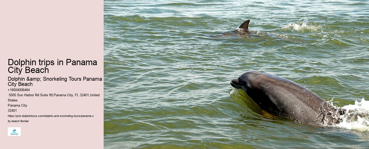 Are there any special events or themed tours for dolphin watching