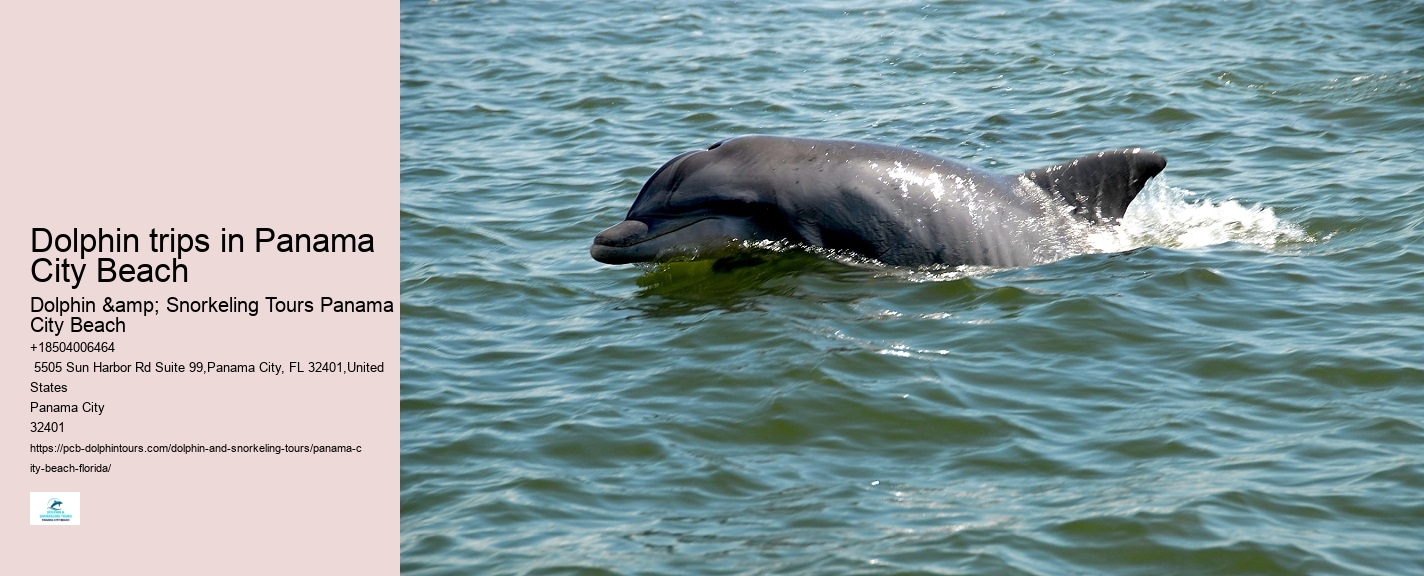 Dolphin & Whale Watching In Panama City Beach