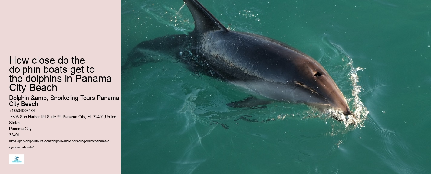 Dolphin Tours Panama City Beach