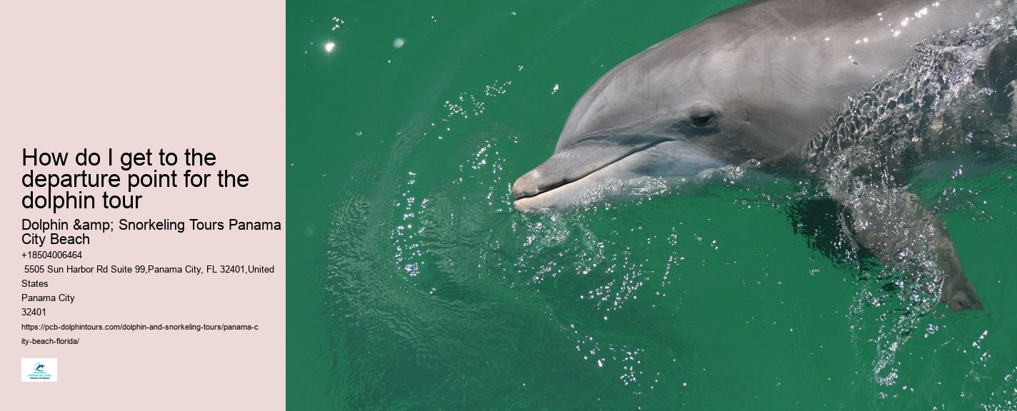 Dolphin watching adventures in Panama City Beach