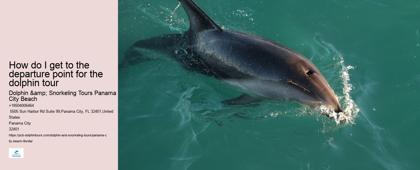 Best Dolphin Tours Panama City Beach
