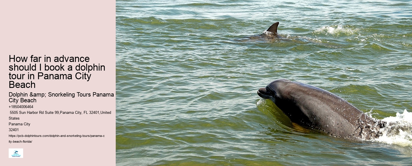 Are There Dolphins In Panama City Beach