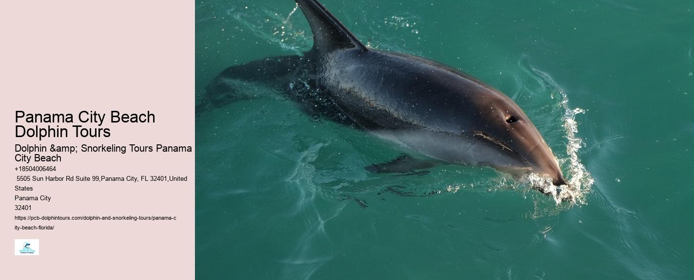 Why You Should Not Swim With Dolphins