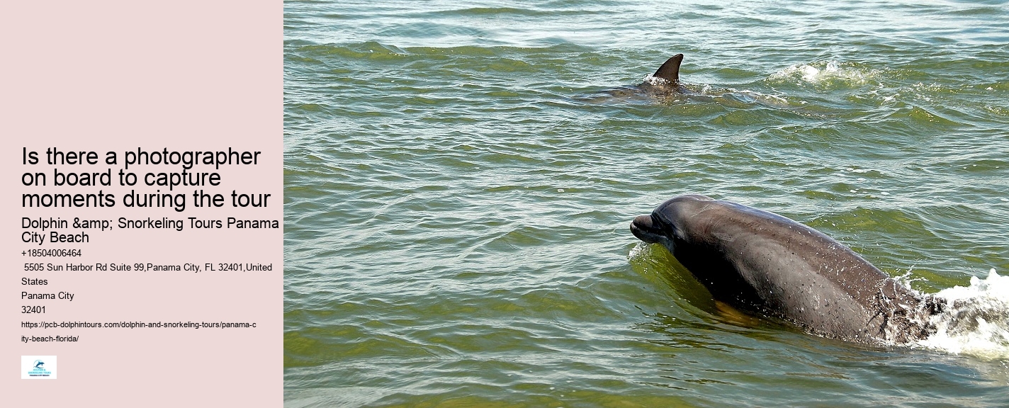 What is the best time of year to go on a dolphin tour in Panama City Beach
