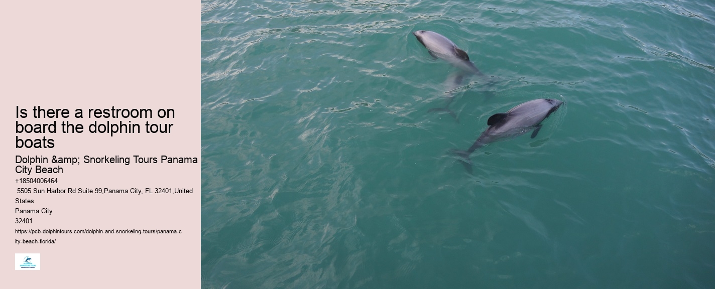 Beach Dolphin Tours