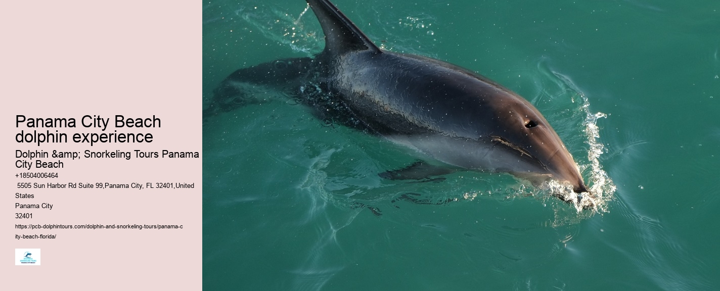 Dolphin exploration experiences in Panama City Beach