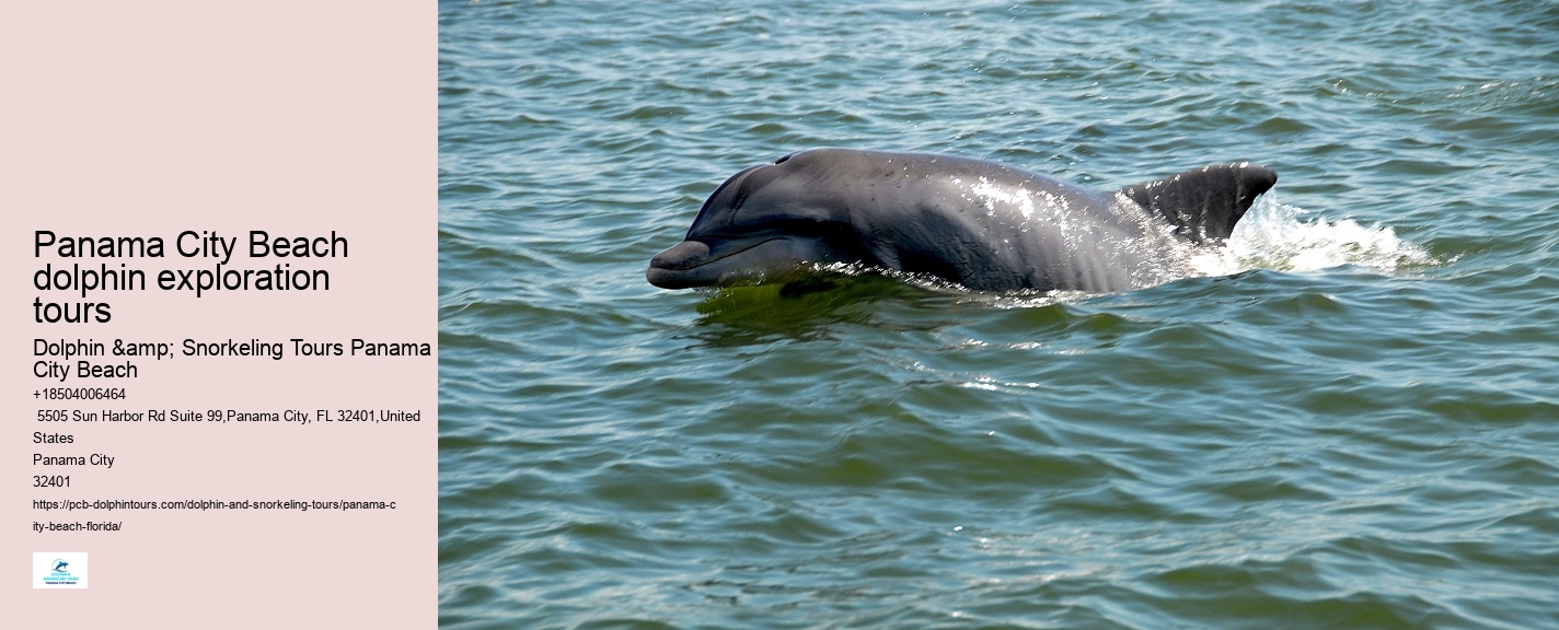 Panama City Beach dolphin adventures