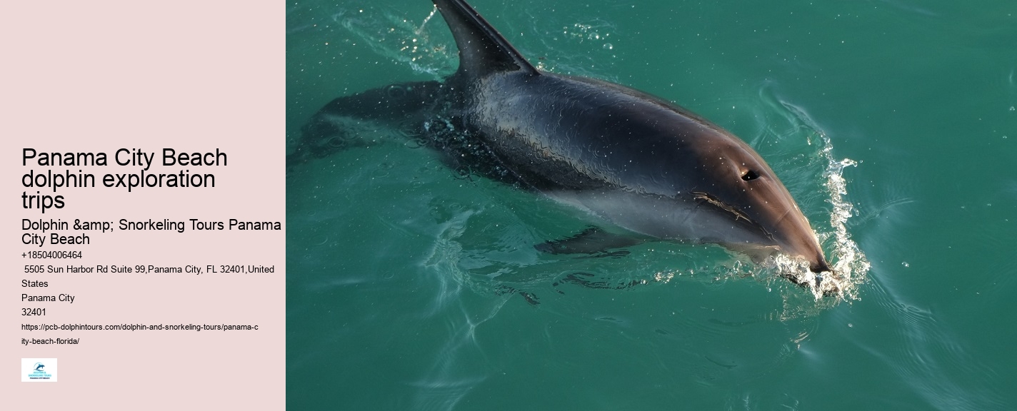 Top Panama City Beach Dolphin Watching