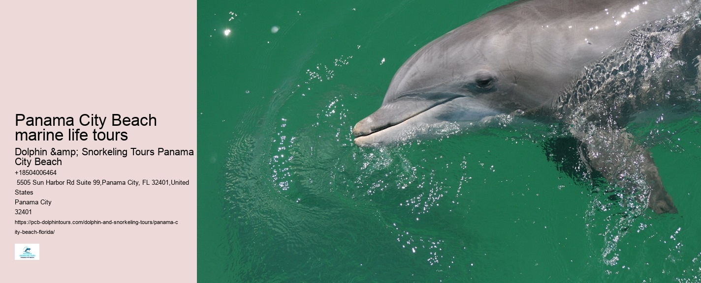 Dolphins In