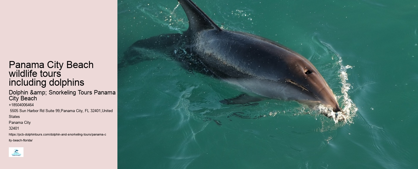 Dolphin sightseeing tours at Panama City Beach