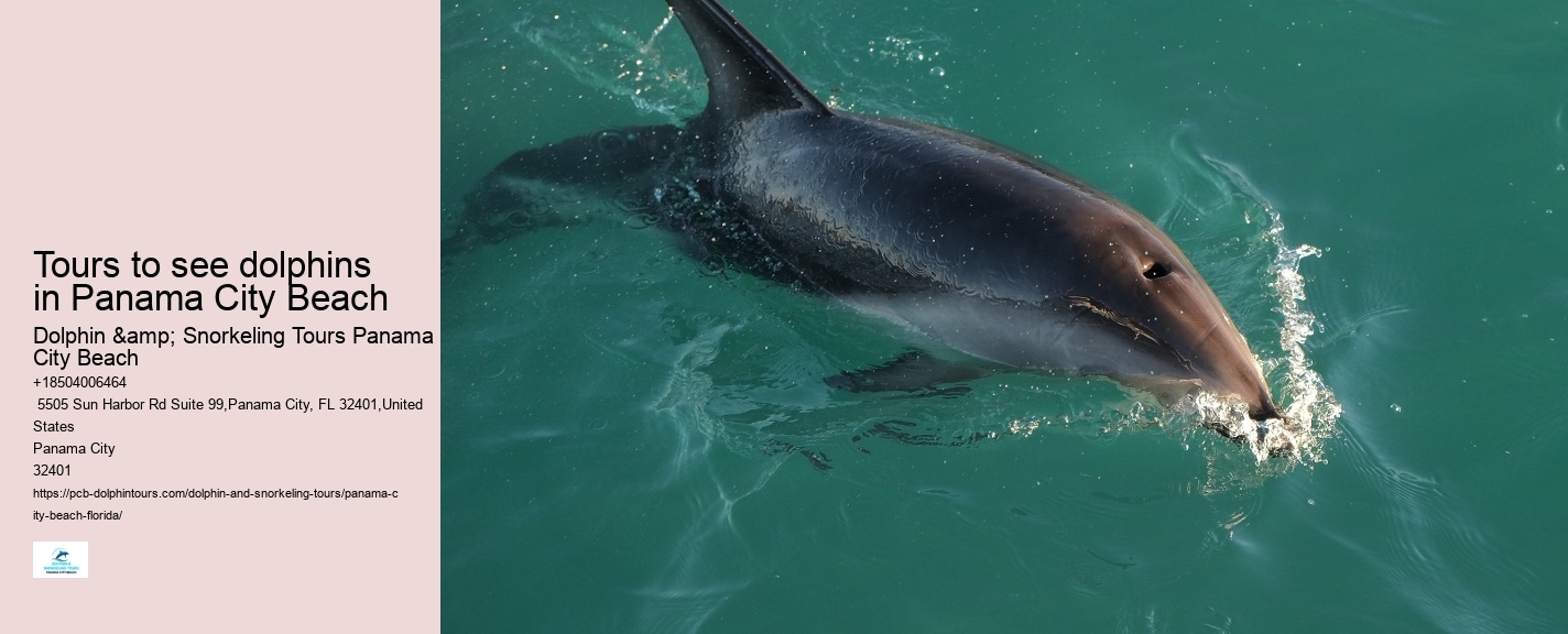 What type of boats are used for dolphin tours in Panama City Beach