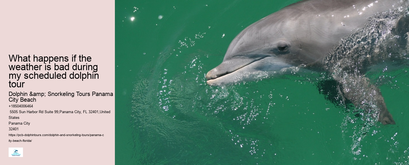 Dolphin Watching