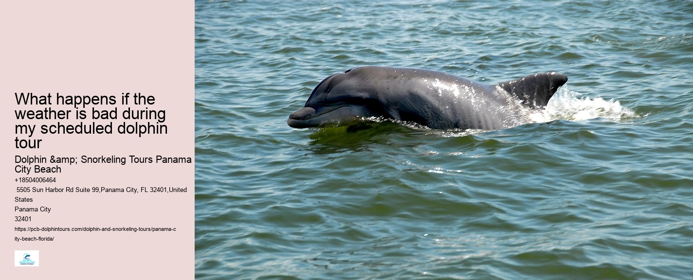 Dolphin exploration experiences in Panama City Beach